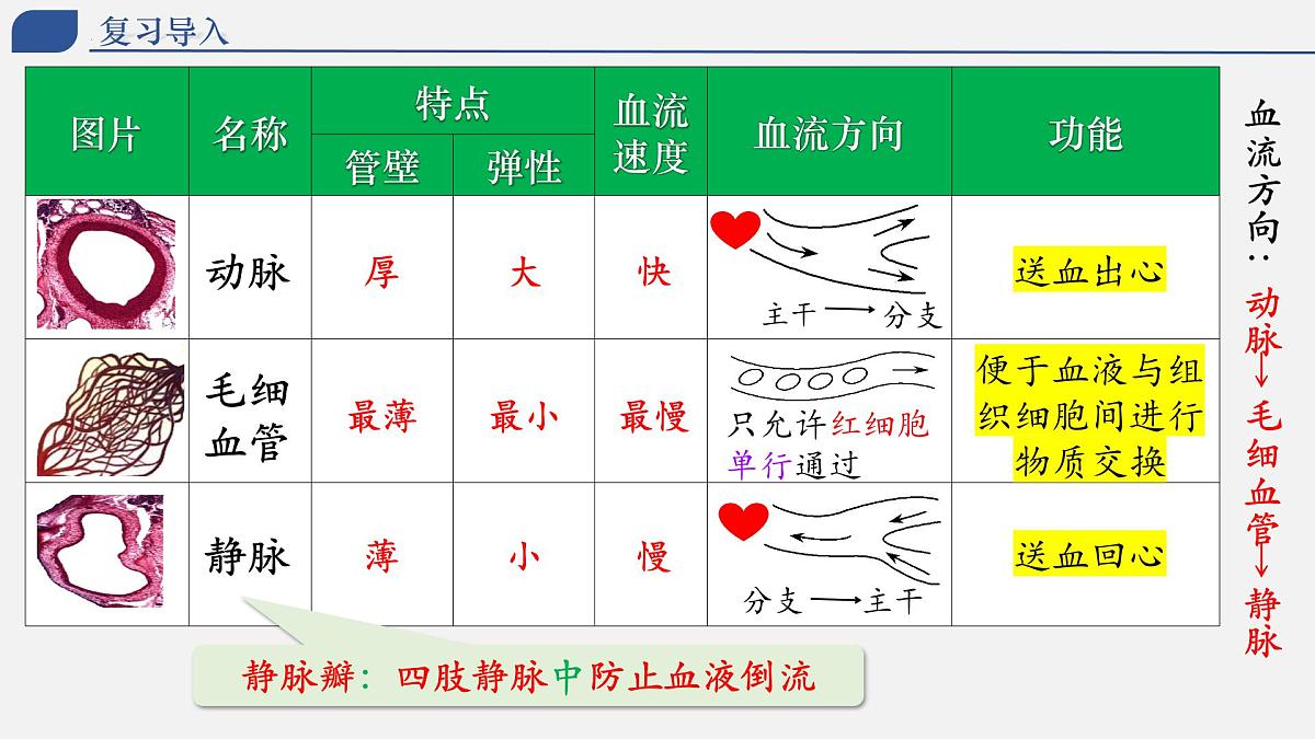 4.4.3+输送血液的泵——心脏 2025学年七年级生物下册人教版 课件第1页