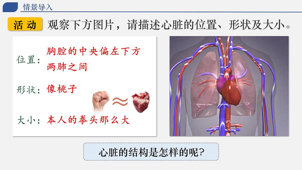 4.4.3+输送血液的泵——心脏 2025学年七年级生物下册人教版 课件第4页