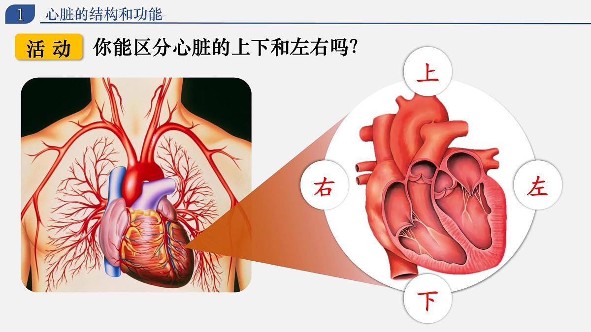 4.4.3+输送血液的泵——心脏 2025学年七年级生物下册人教版 课件第6页