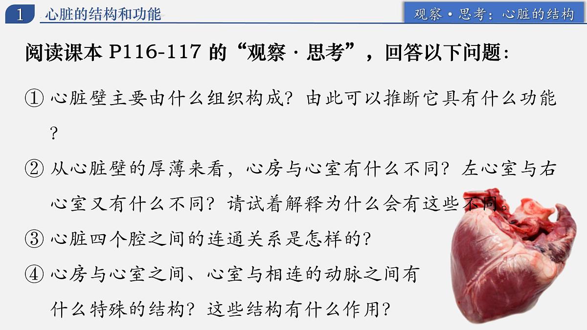 4.4.3+输送血液的泵——心脏 2025学年七年级生物下册人教版 课件第7页
