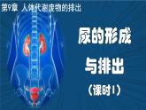 4.9.2+尿的形成與排出（課時1）課件