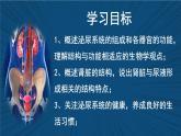 4.9.2+尿的形成與排出（課時1）課件