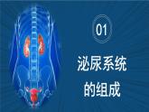 4.9.2+尿的形成與排出（課時1）課件