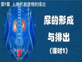 4.9.2+尿的形成與排出（課時2）課件
