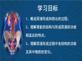 4.9.2+尿的形成與排出（課時2）課件