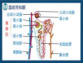 4.9.2+尿的形成與排出（課時2）課件