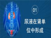 4.9.2+尿的形成與排出（課時2）課件