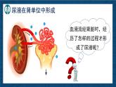 4.9.2+尿的形成與排出（課時2）課件