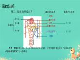 初中 生物 人教版（2024）七年級(jí)下冊(cè)（2024）第四單元第五章 人體內(nèi)廢物的排出第2課時(shí) 課件