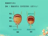 初中 生物 人教版（2024）七年級(jí)下冊(cè)（2024）第四單元第五章 人體內(nèi)廢物的排出第2課時(shí) 課件