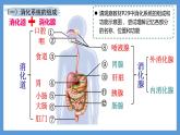 4.2.2消化和吸收+課件-2024--2025學(xué)年人教版七年級生物下冊