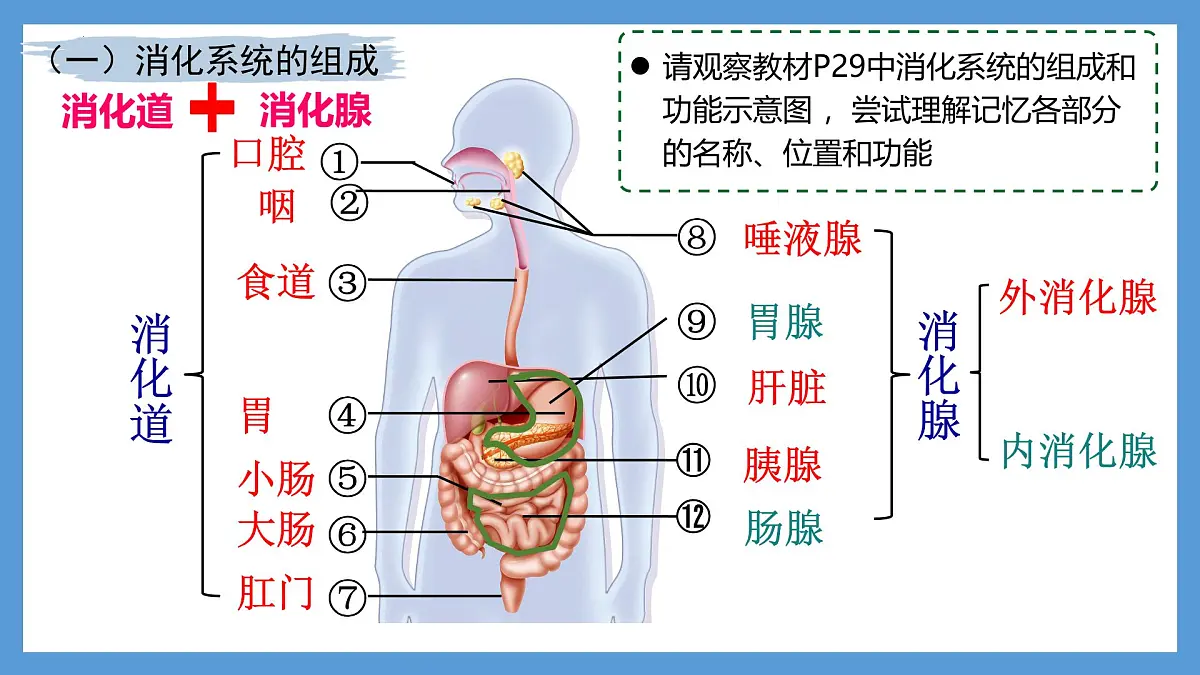 4.2.2消化和吸收+课件-2024--2025学年人教版七年级生物下册第5页