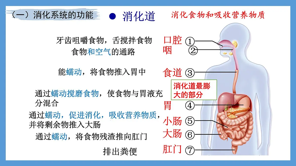 4.2.2消化和吸收+课件-2024--2025学年人教版七年级生物下册第6页
