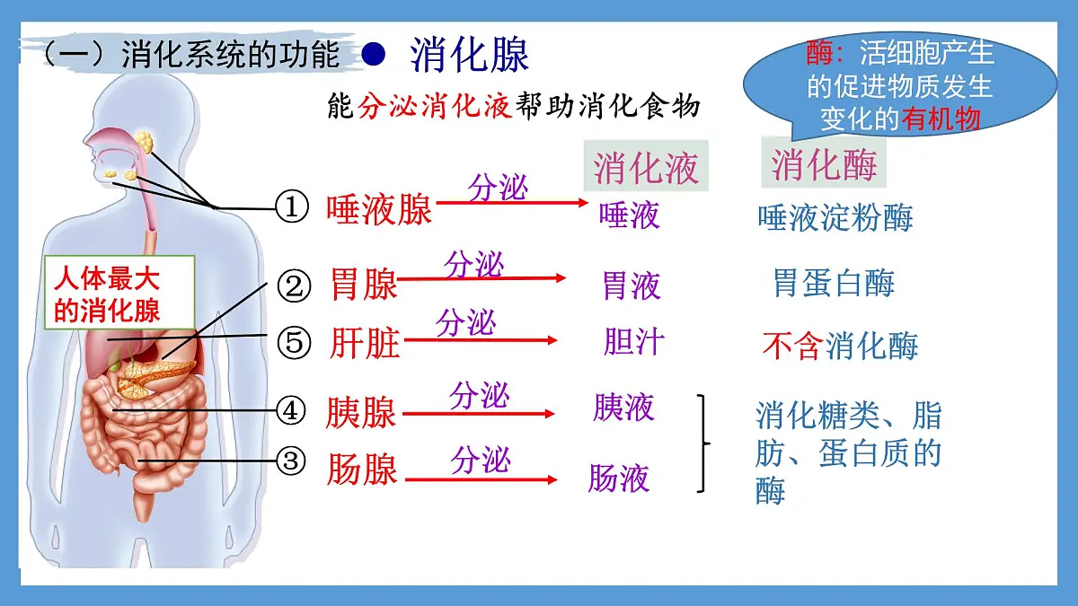 4.2.2消化和吸收+课件-2024--2025学年人教版七年级生物下册第7页