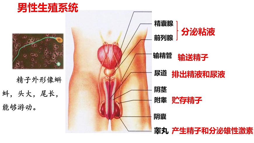 2025年春冀少版生物八年级下册上课课件 6.1.3 人的生殖和胚胎发育第7页