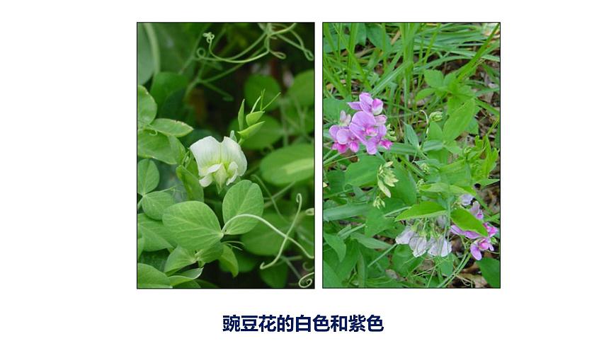 2025年春冀少版生物八年级下册上课课件 6.2.1 遗传（一、性状和性状的传递）第8页