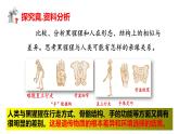 2025年春冀少版生物八年級下冊上課課件 6.3.3 人類的起源