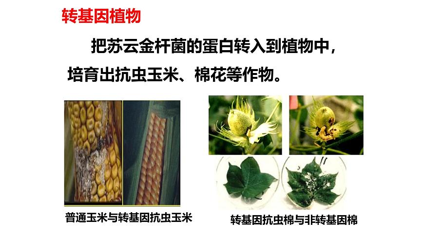 2025年春冀少版生物八年级下册上课课件 6.4 现代生物技术第6页