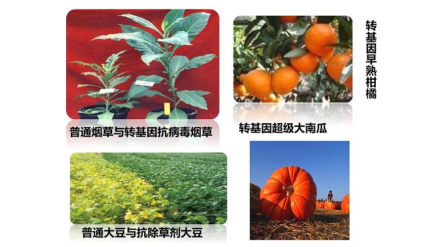 2025年春冀少版生物八年级下册上课课件 6.4 现代生物技术第7页