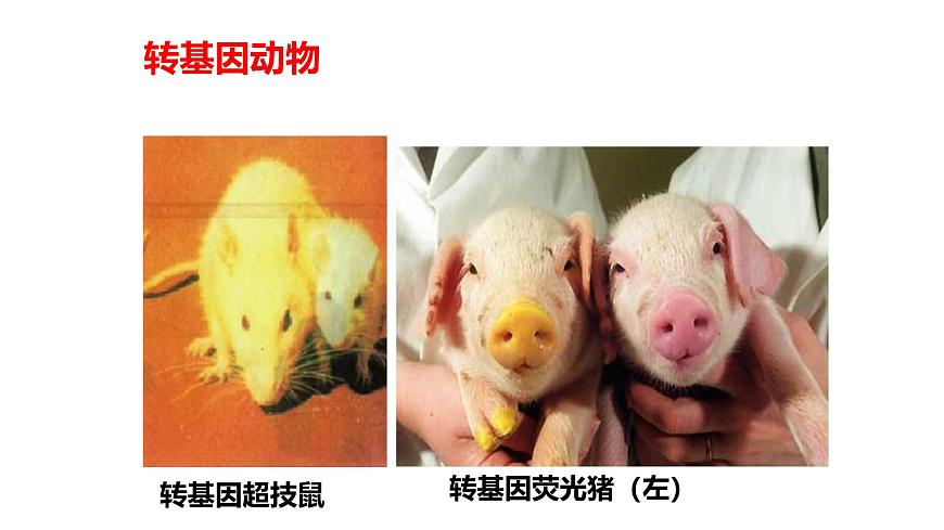 2025年春冀少版生物八年级下册上课课件 6.4 现代生物技术第8页