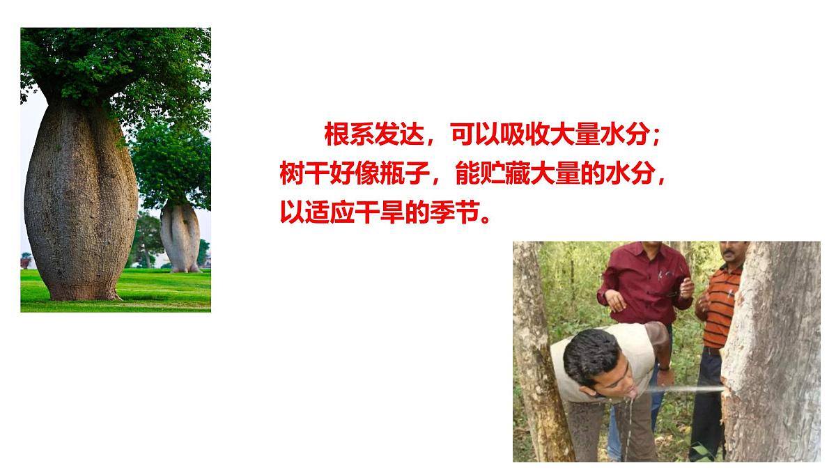 2025年春冀少版生物八年级下册上课课件 7.1.2 生物对环境的适应和影响第5页