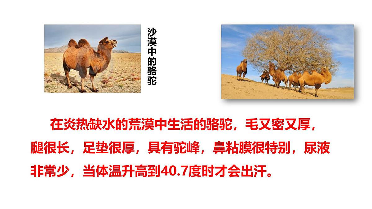 2025年春冀少版生物八年级下册上课课件 7.1.2 生物对环境的适应和影响第6页