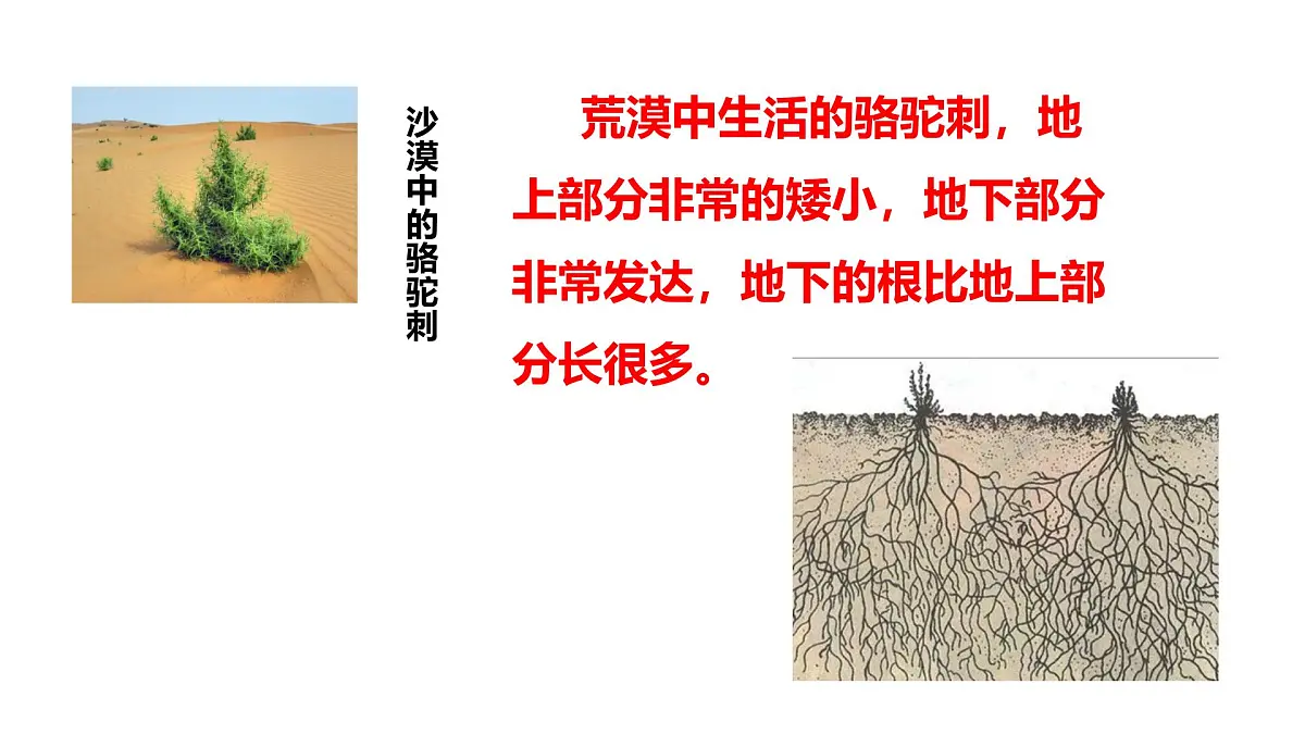 2025年春冀少版生物八年级下册上课课件 7.1.2 生物对环境的适应和影响第7页