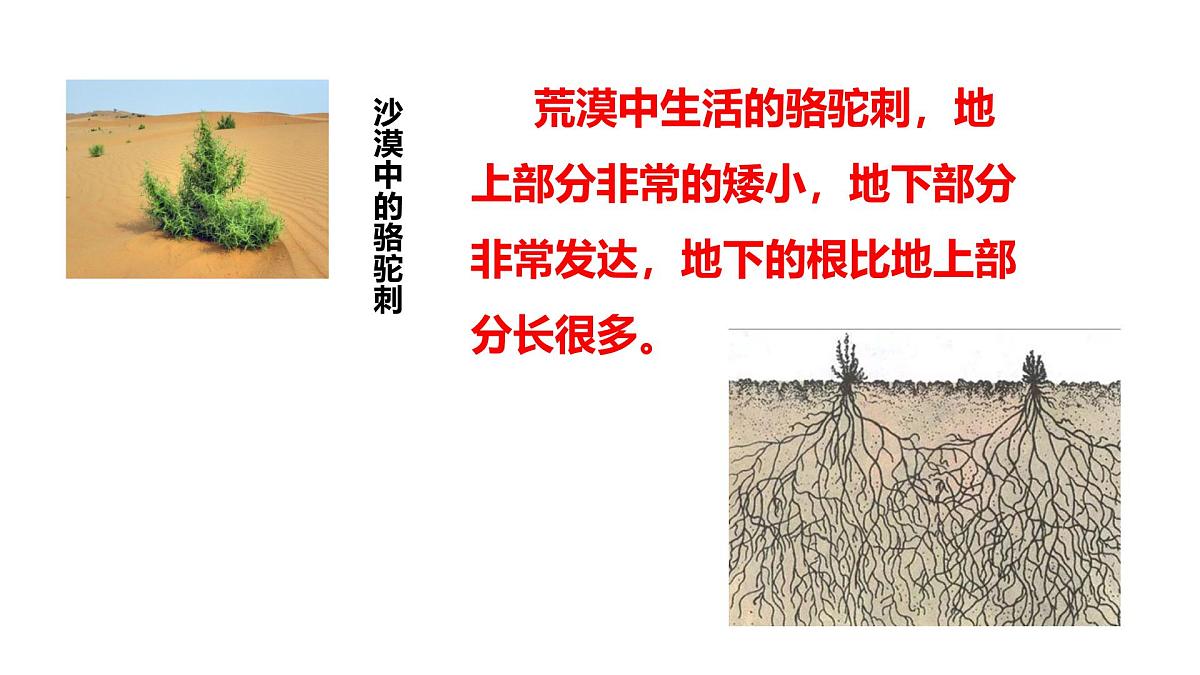 2025年春冀少版生物八年级下册上课课件 7.1.2 生物对环境的适应和影响第7页