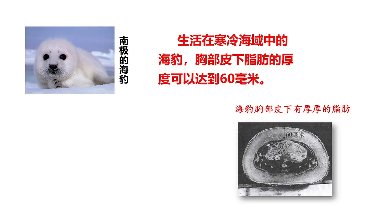 2025年春冀少版生物八年级下册上课课件 7.1.2 生物对环境的适应和影响第8页