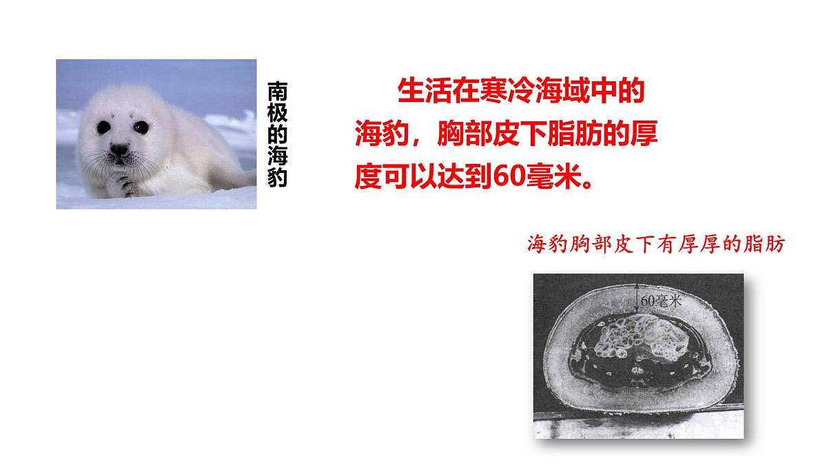 2025年春冀少版生物八年级下册上课课件 7.1.2 生物对环境的适应和影响第8页