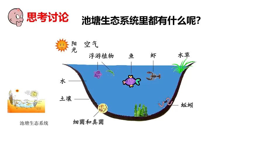 2025年春冀少版生物八年级下册上课课件 7.2.1 生态系统的组成和类型第6页