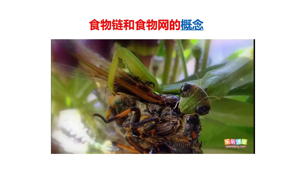 2025年春冀少版生物八年级下册上课课件 7.2.2 食物链和食物网第4页