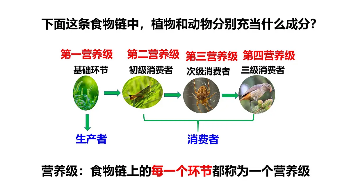 2025年春冀少版生物八年级下册上课课件 7.2.2 食物链和食物网第7页