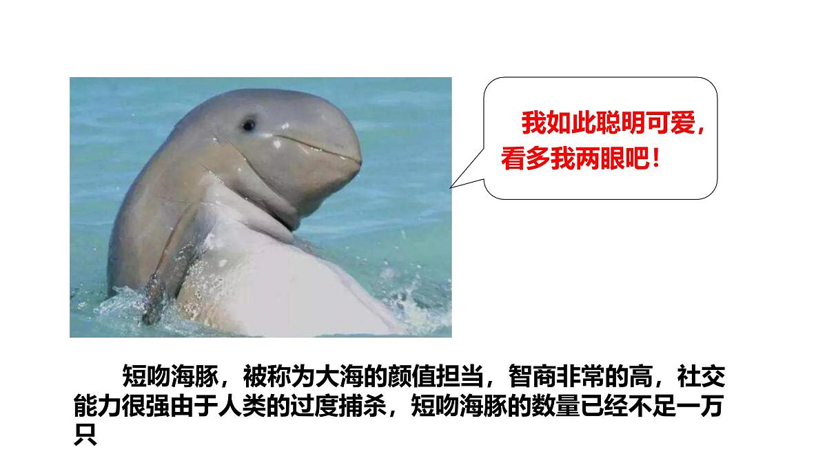 2025年春冀少版生物八年级下册上课课件 7.3.2 保护生物多样性第4页