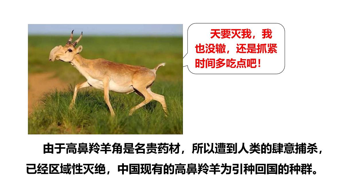 2025年春冀少版生物八年级下册上课课件 7.3.2 保护生物多样性第5页