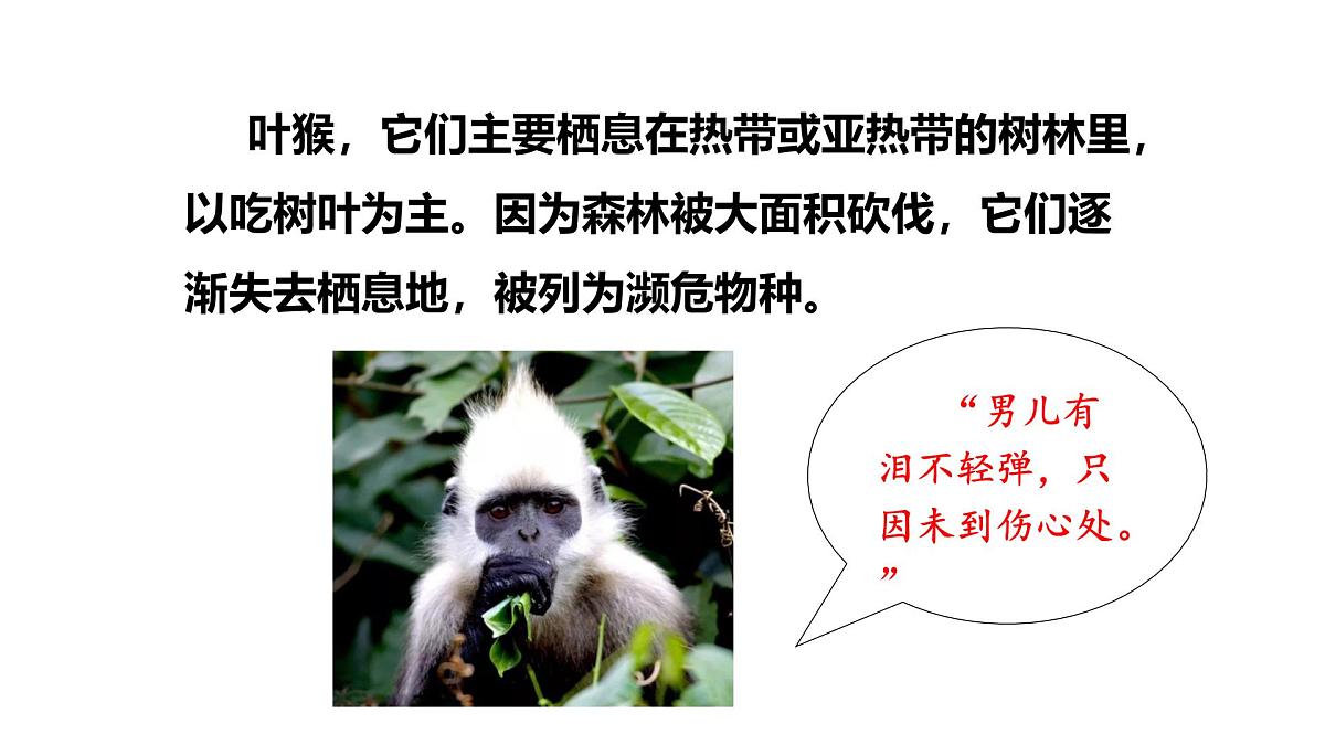 2025年春冀少版生物八年级下册上课课件 7.3.2 保护生物多样性第8页
