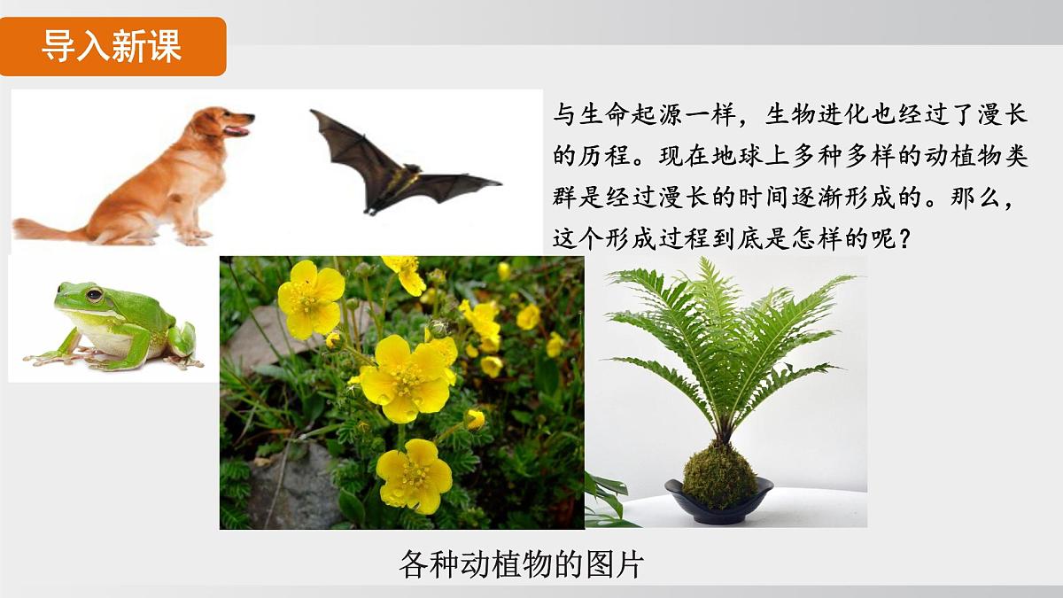 2025年春人教版生物八年级下册上课课件 第七单元第三章第二节第4页