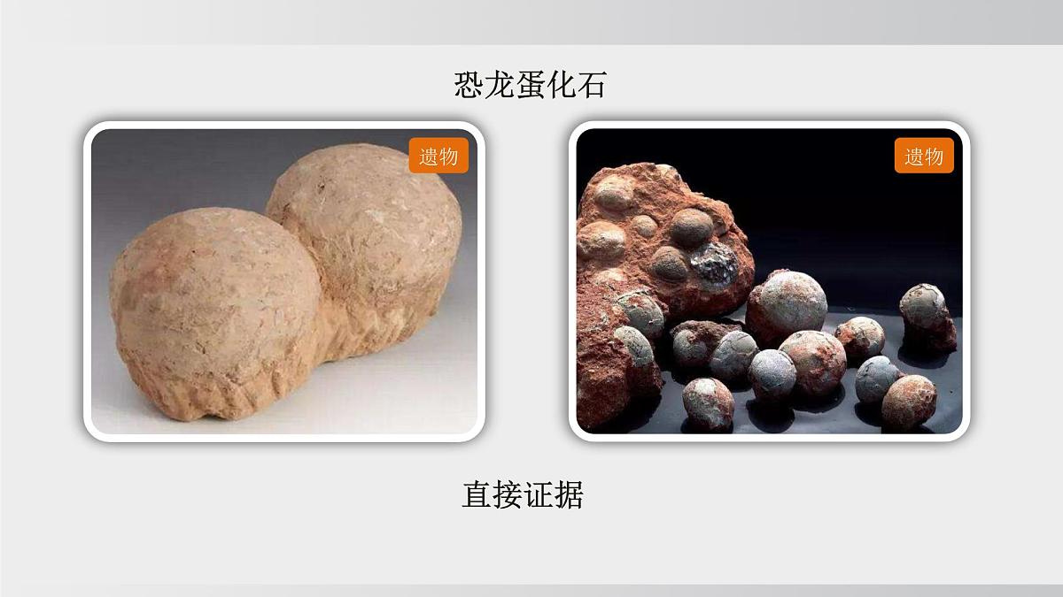 2025年春人教版生物八年级下册上课课件 第七单元第三章第二节第8页
