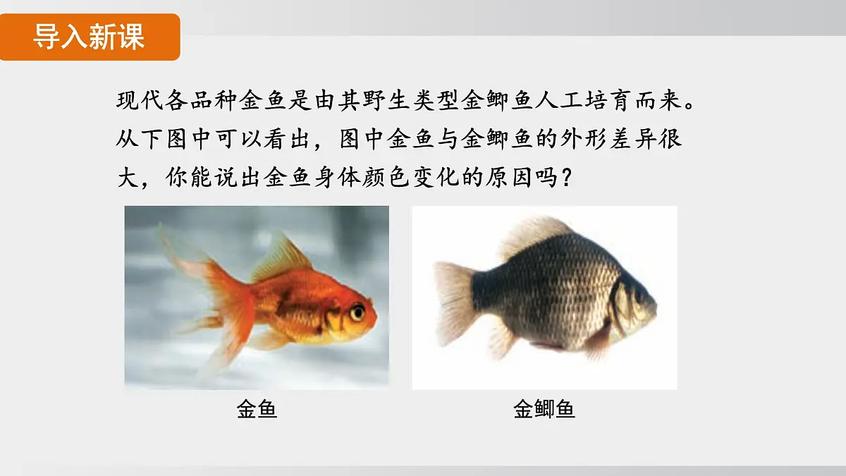 2025年春人教版生物八年级下册上课课件 第七单元第二章第五节第3页