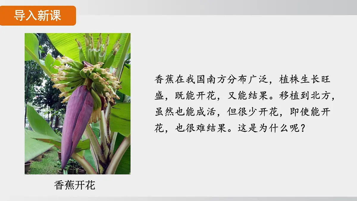 2025年春人教版生物八年级下册上课课件 第七单元第二章第五节第5页