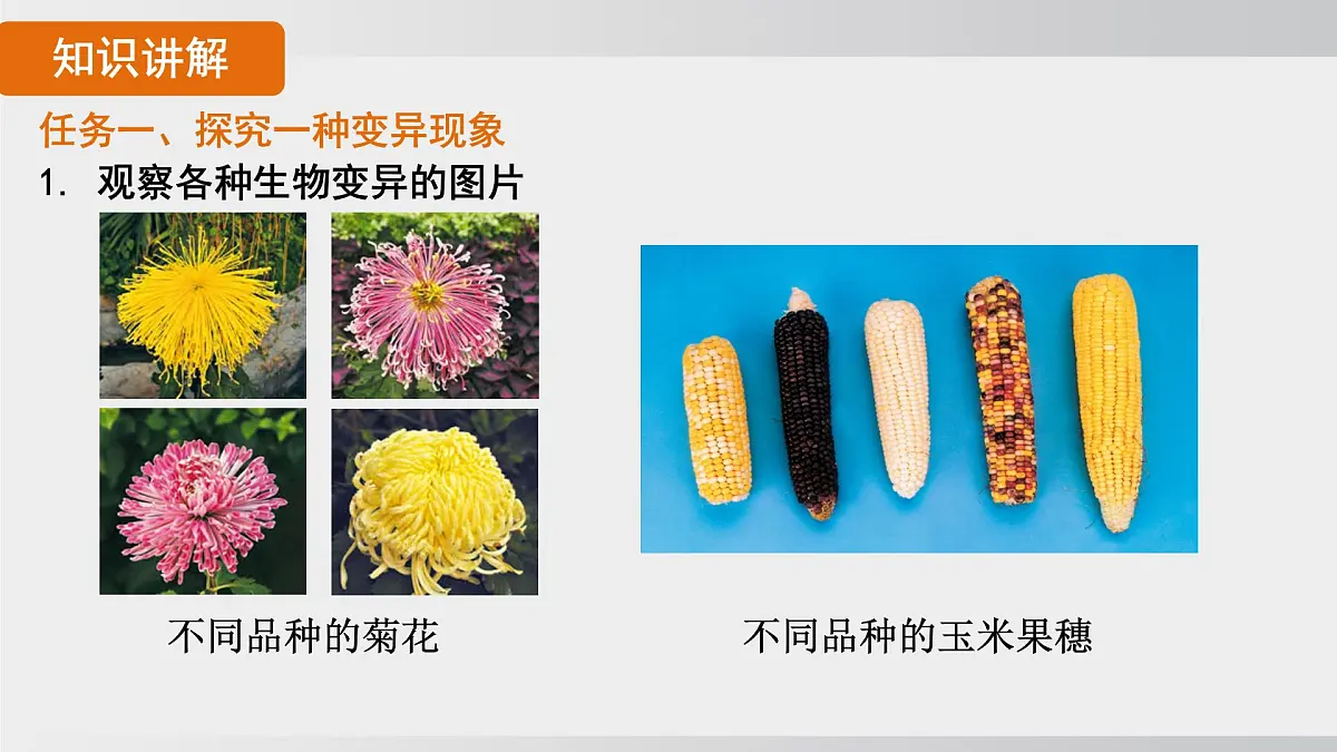 2025年春人教版生物八年级下册上课课件 第七单元第二章第五节第6页