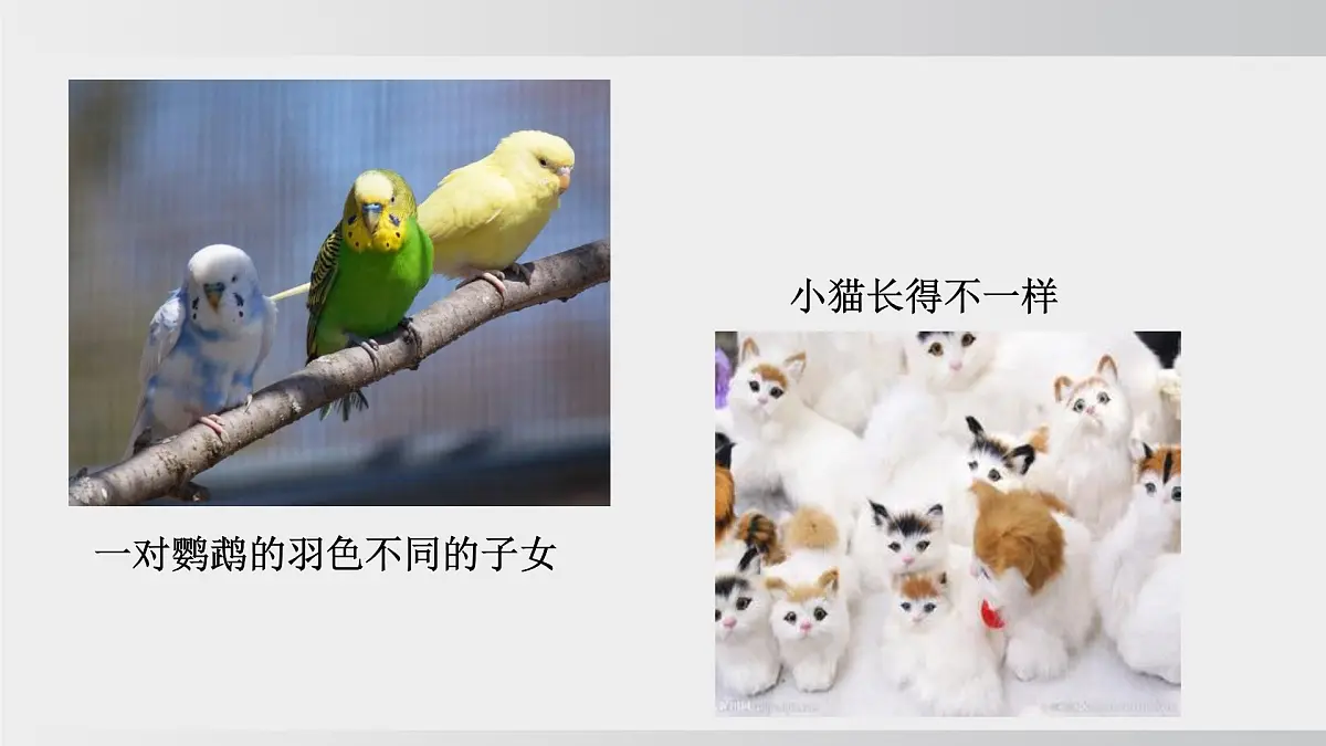 2025年春人教版生物八年级下册上课课件 第七单元第二章第五节第7页