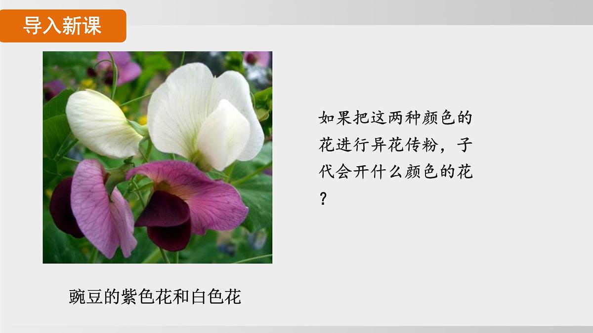 2025年春人教版生物八年级下册上课课件 第七单元第二章第三节第6页
