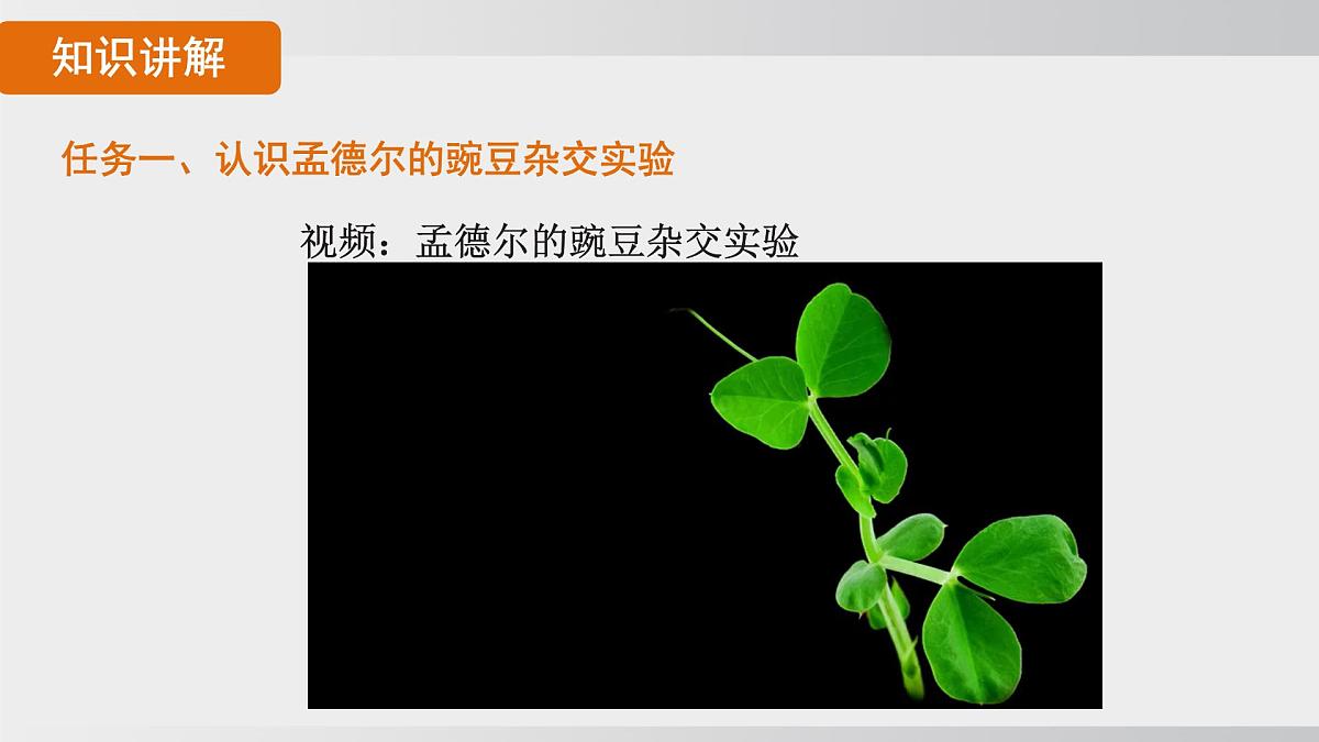 2025年春人教版生物八年级下册上课课件 第七单元第二章第三节第7页