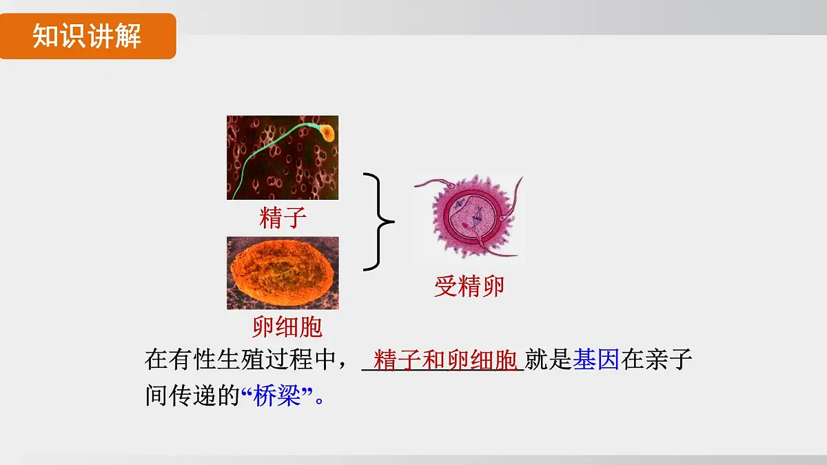 2025年春人教版生物八年级下册上课课件 第七单元第二章第二节第6页