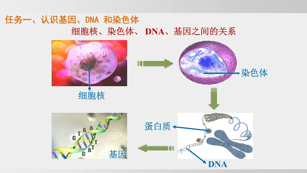 2025年春人教版生物八年级下册上课课件 第七单元第二章第二节第7页