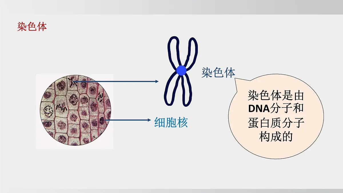 2025年春人教版生物八年级下册上课课件 第七单元第二章第二节第8页