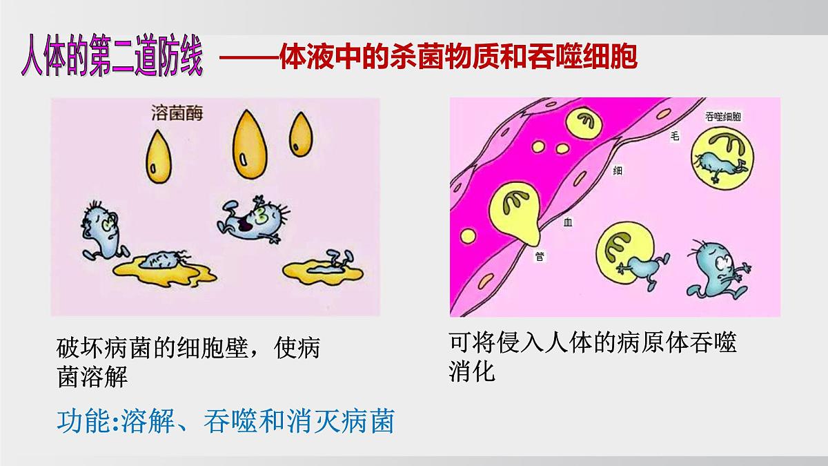 2025年春人教版生物八年级下册上课课件 第八单元第一章第二节第7页