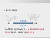 2025年春人教版生物八年級(jí)下冊(cè)上課課件 第七單元第一章第二節(jié)