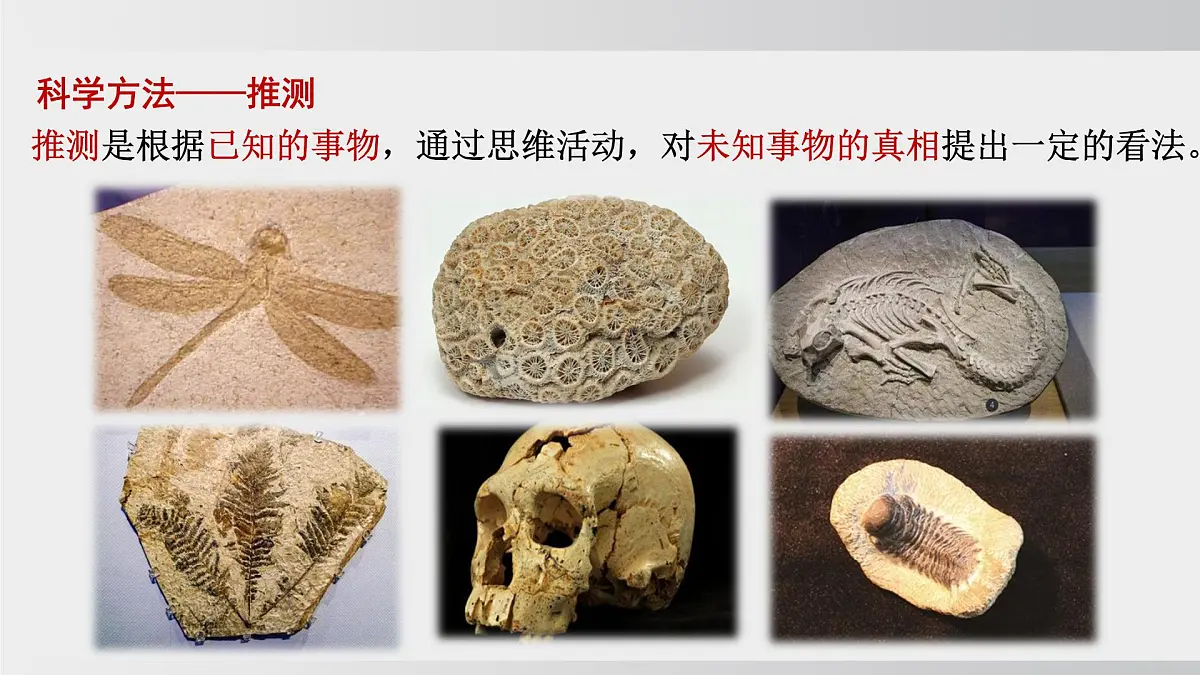 2025年春人教版生物八年级下册上课课件 第七单元第三章第一节第7页